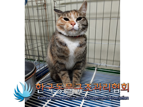 서울 강서구 강서로7길에서 방물과 목걸이 찬 삼색 고양이 구조