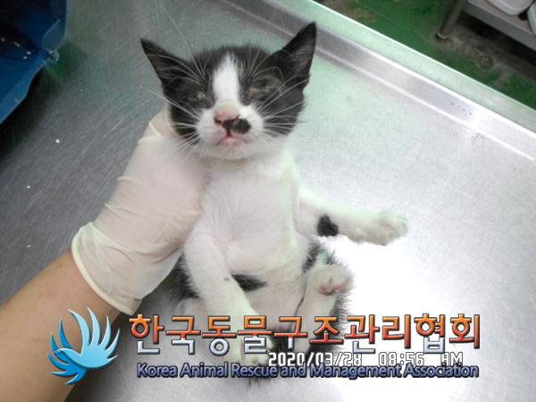 서울 강서구 강서로에서 검흰색 고양이 발견 보호