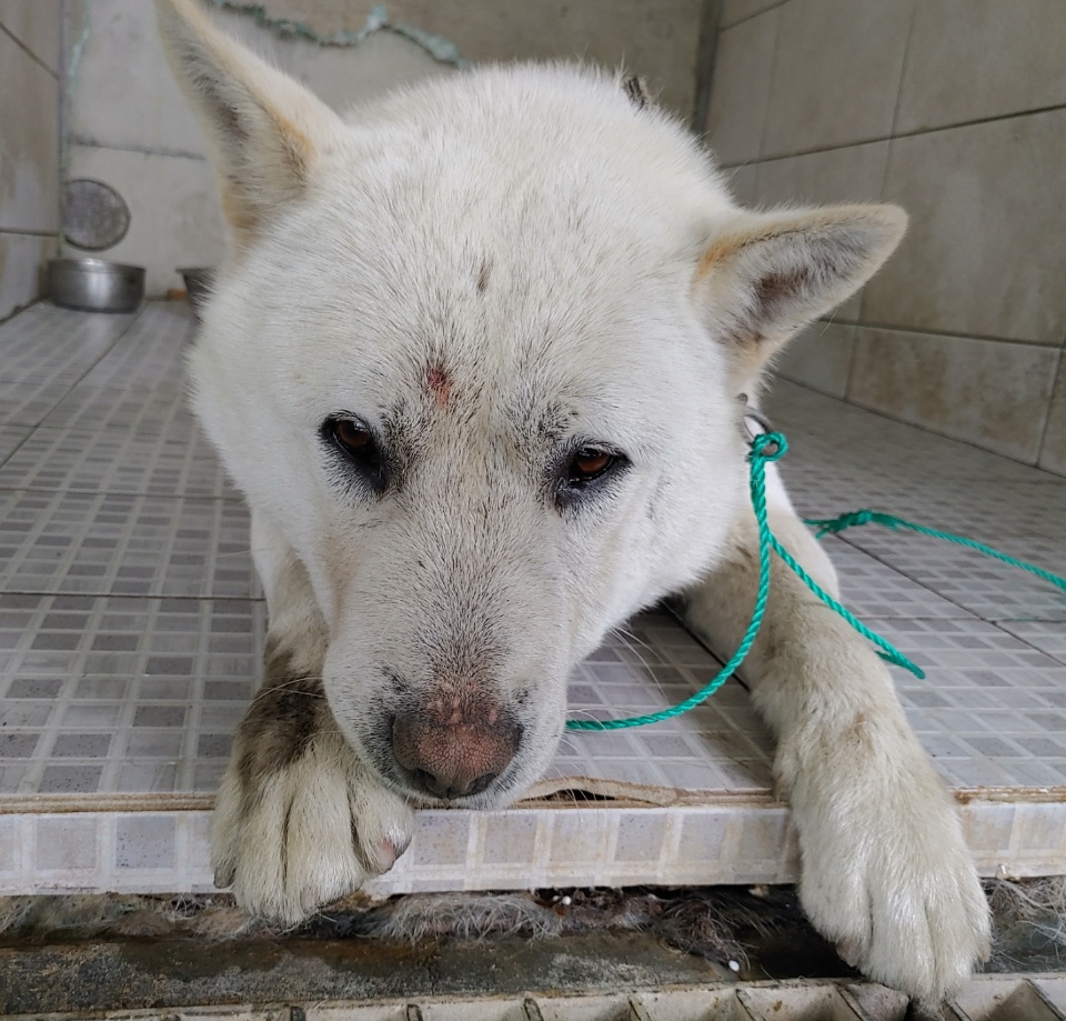 광주 광산구 신가동에서 진돗개 발견 보호..목줄 착용