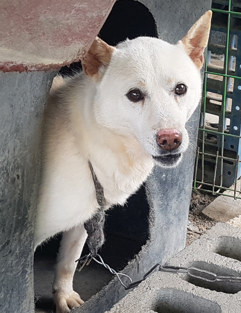 충남 아산 신창면 서부북로 411-39에서 흰갈색 강아지 발견 보호