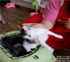 대전 서구 괴정동 53-10 괴정주유소 인근에서 흑백색 고양이 발견 보호