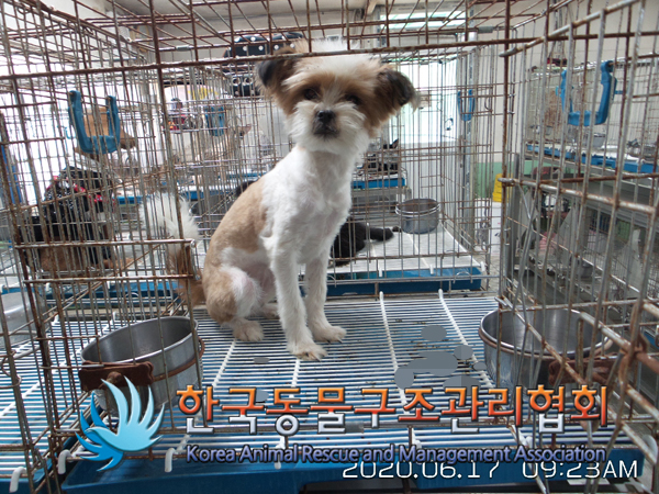 경기 의정부 동오역 인근에서 갈검흰색 강아지 발견 보호