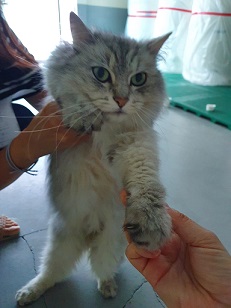 울산 중구 성안동 대진실업 문앞에서 페르시안 친칠라 발견 보호