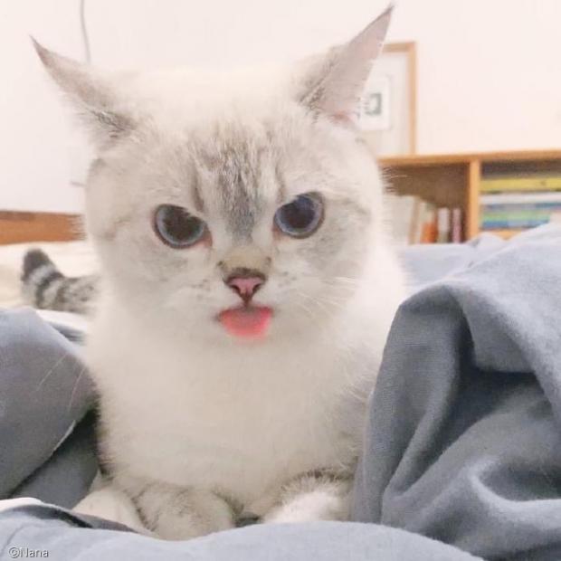 표정 하나에 네티즌 심쿵..얼굴로 말하는(?) 고양이