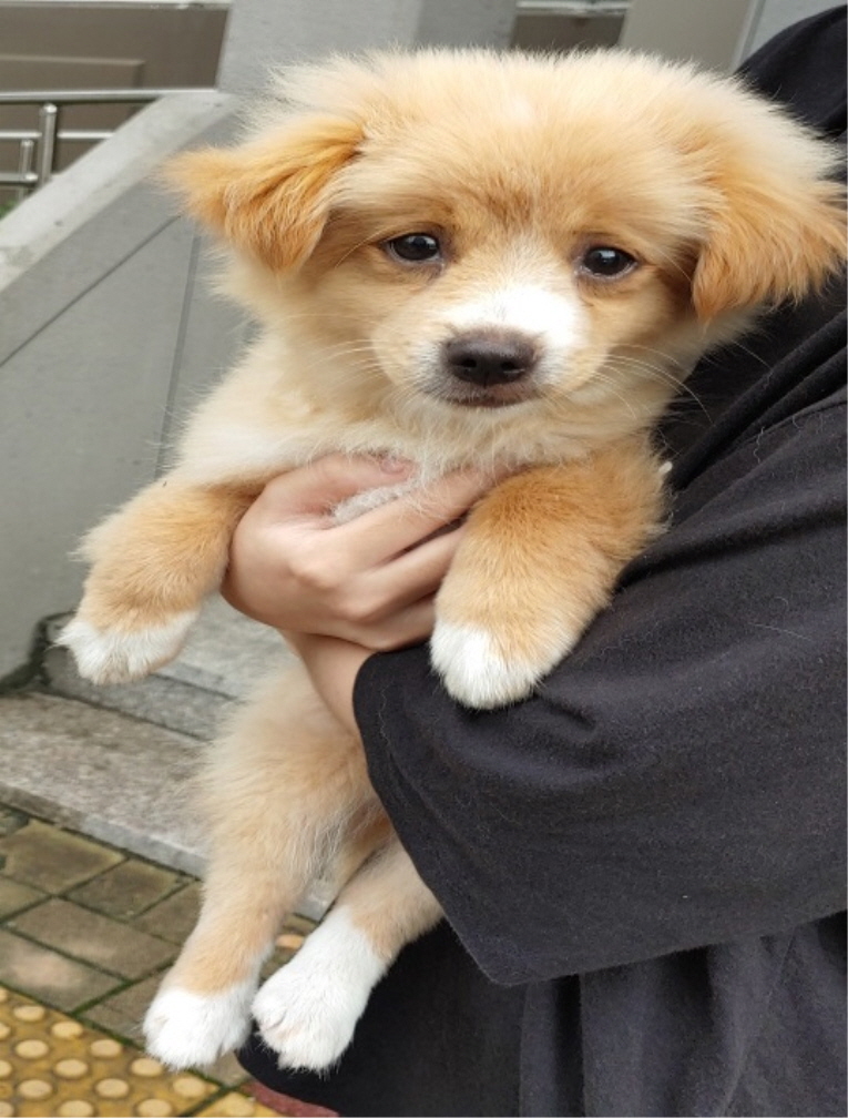 강원 원주 무실8차단지 내에서 연갈색 강아지 발견 보호