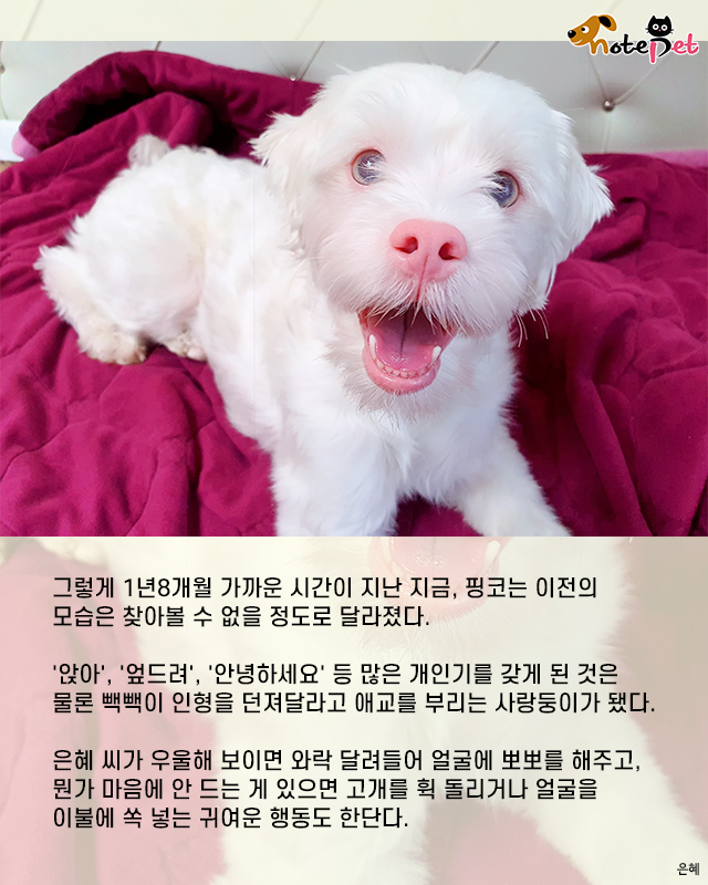 주유소에 자신 버린 주인 기다리던 강아지..새 가족 만난 뒤 되찾은 미소
