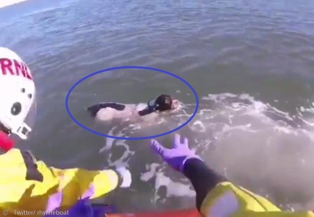 갈매기 쫓아 8백m 바다 수영했댕..보호자도 놀란 `사냥개 본능`