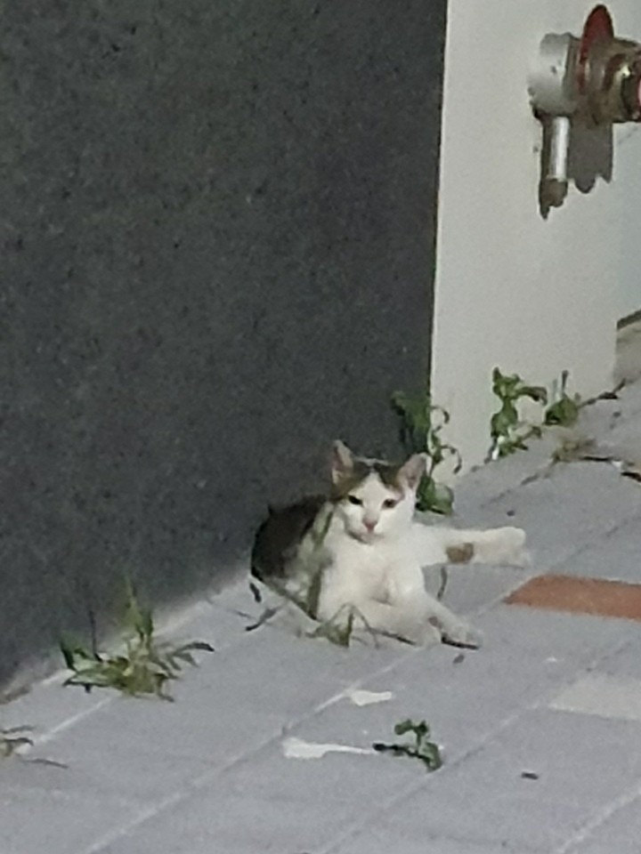 전북 군산시 미룡시티2차에서 검흰색 고양이 발견 보호..고의유기 추정