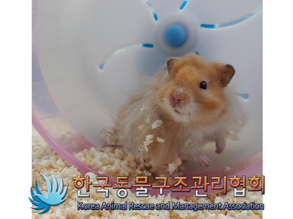 서울 서초구 효령로에서 햄스터 발견 보호
