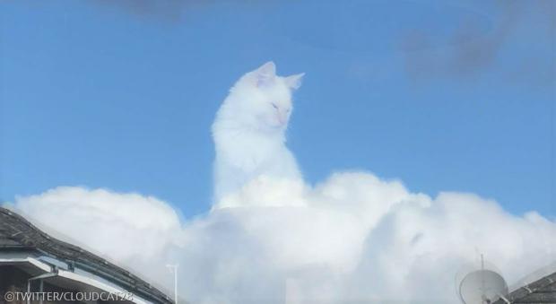 포토샵 아님!..구름 위에 앉아있는(?) 고양이 포착