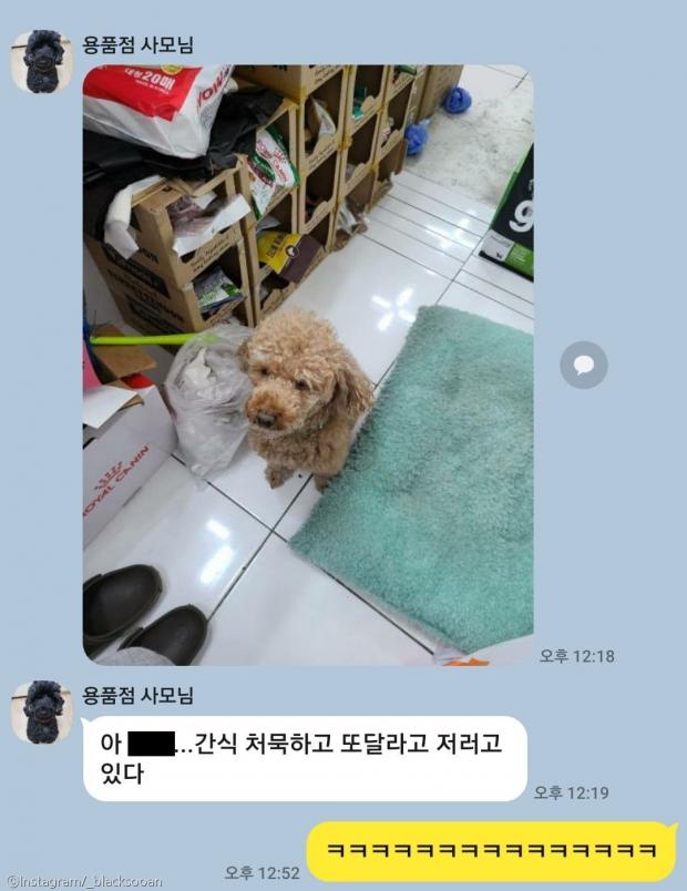 가출해 단골 간식 가게 찾아간 강아지..간식 사러 왔개!