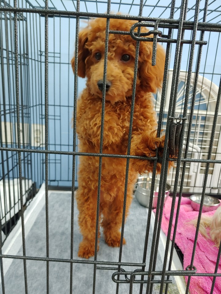전북 군산 삼학동에서 푸들 발견 보호