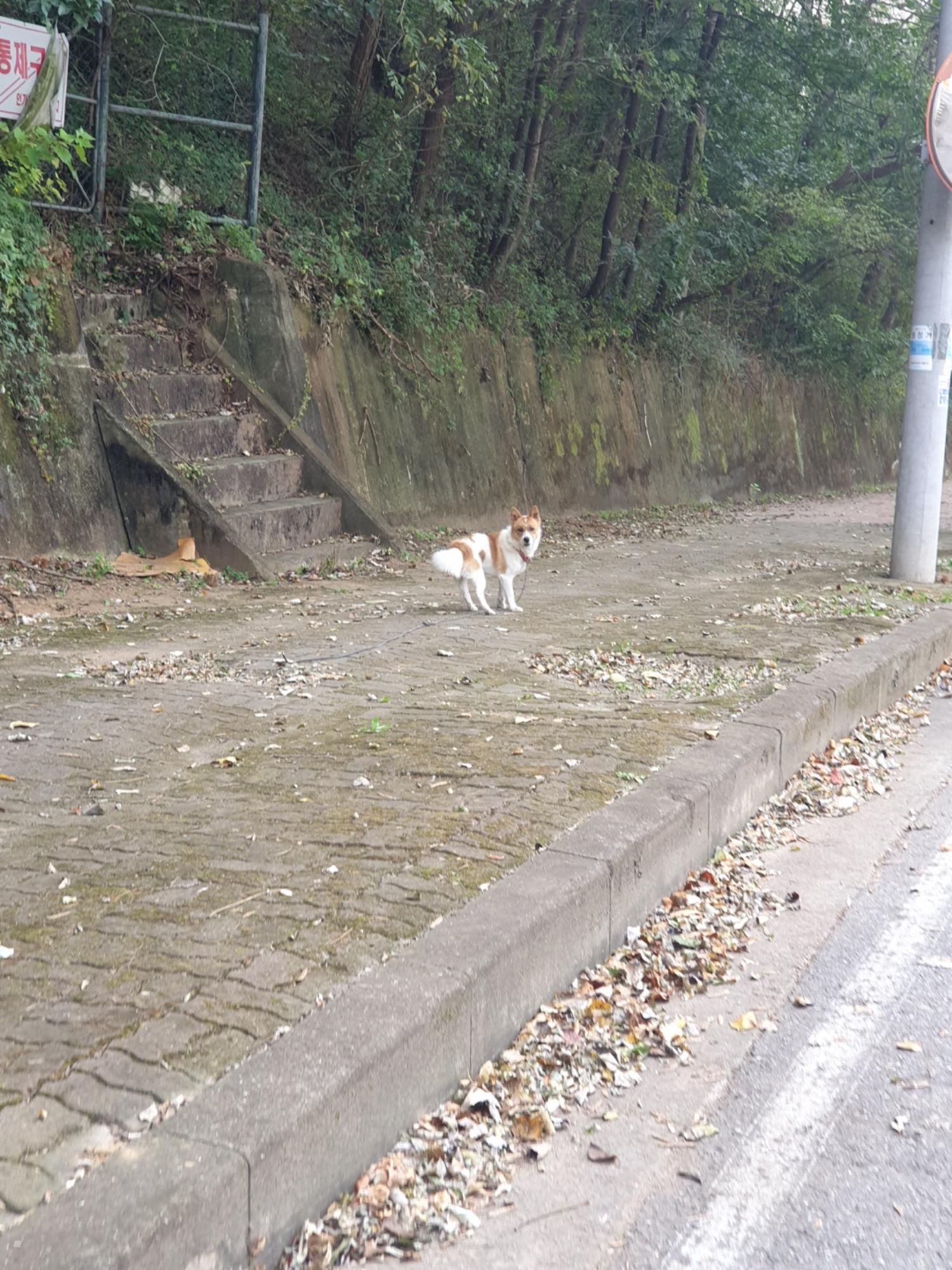 전북 군산 대야면 CU편의점 근처에서 흰갈색 강아지 발견 보호