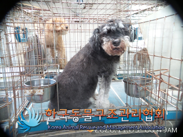 서울 강서구 까치산로18라길에서 슈나우져 발견 보호