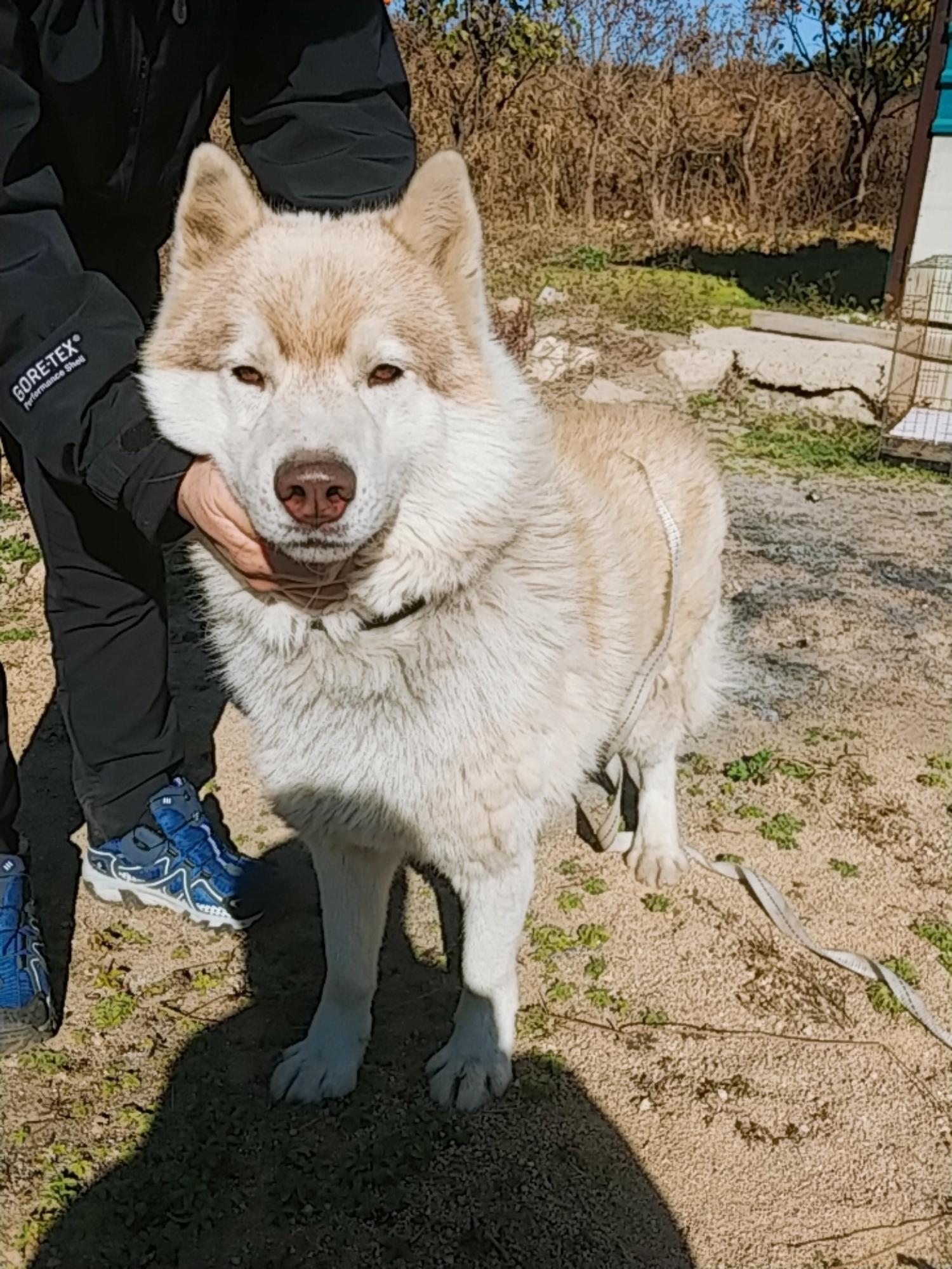 강원 고성 CU 간성대명점에서 시베리안 허스키 발견 보호