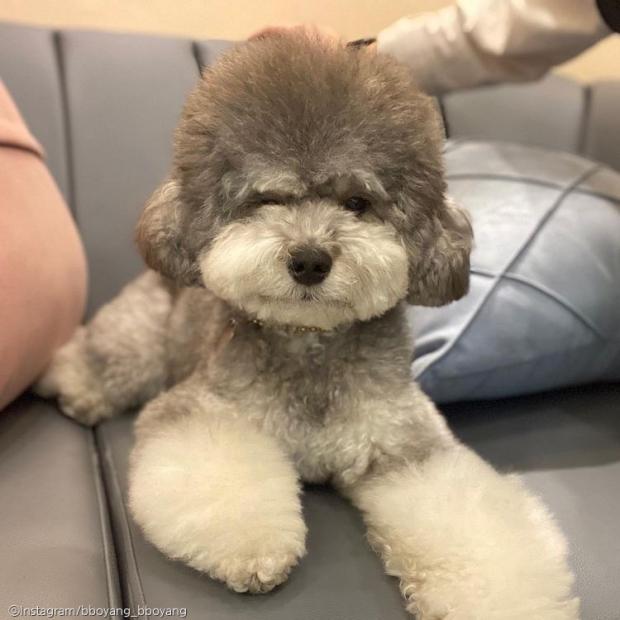 헤어디자이너 주인 둔 댕댕이의 특급 헤어 관리..고객님 스타일 맘에 드시나요?