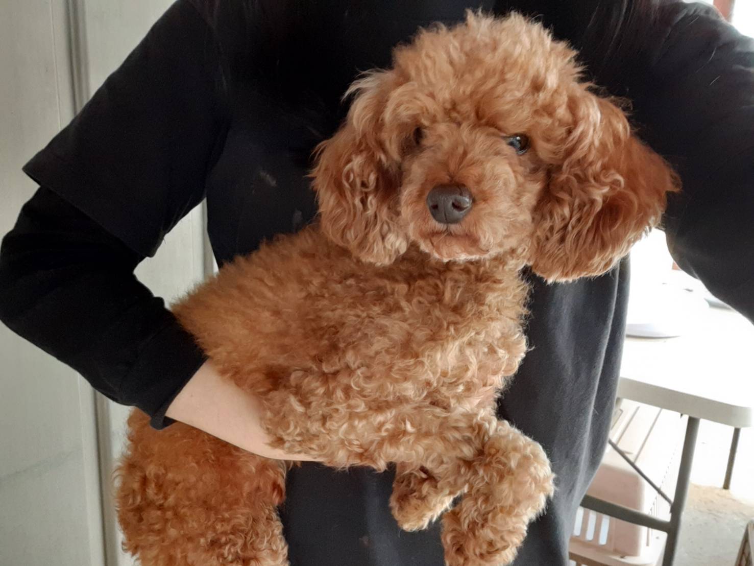 경기 안산 해양중학교에서 푸들 발견 보호