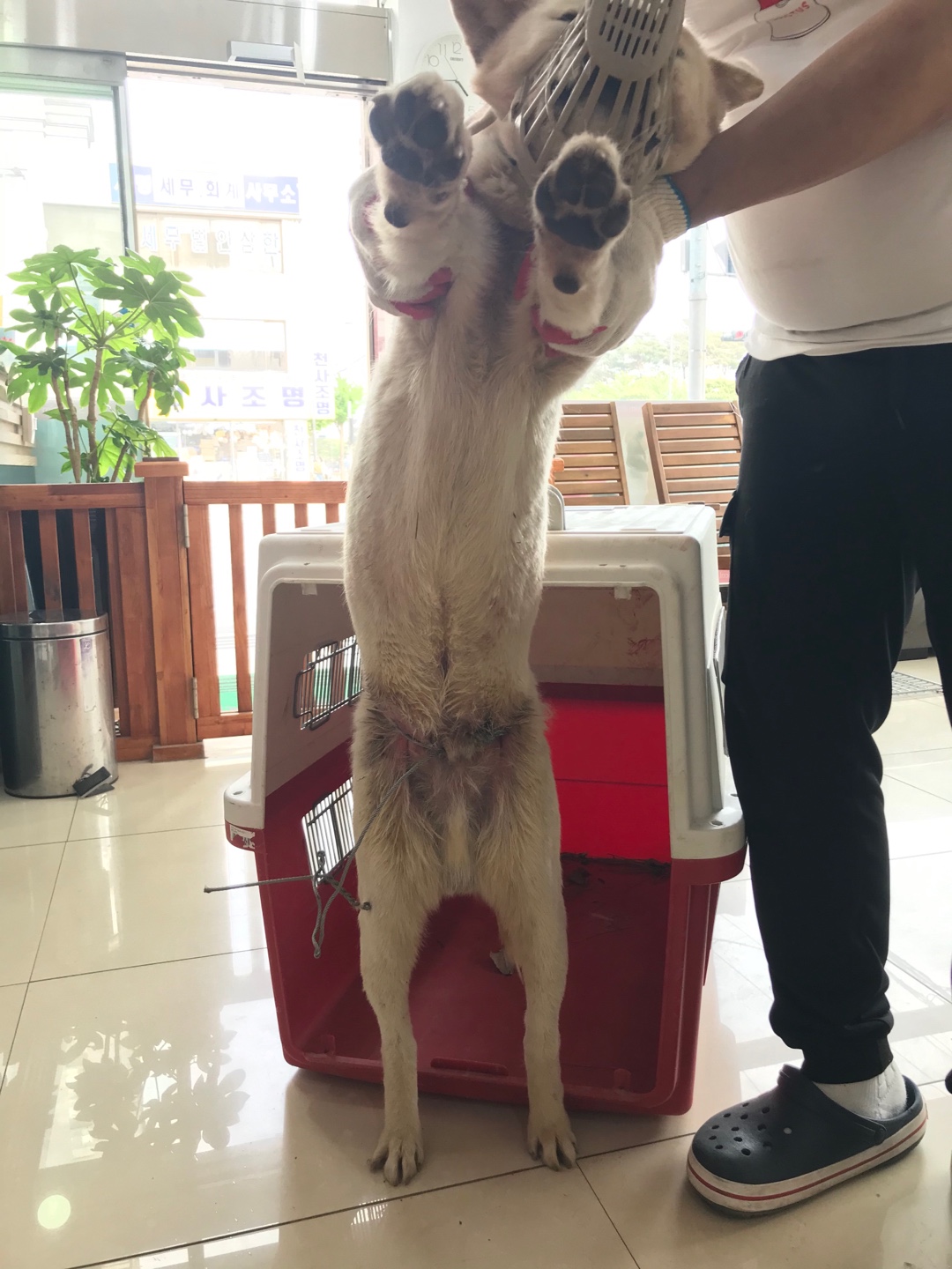 충남 서산 대산읍 운산리에서 올무에 감긴 강아지 발견 보호