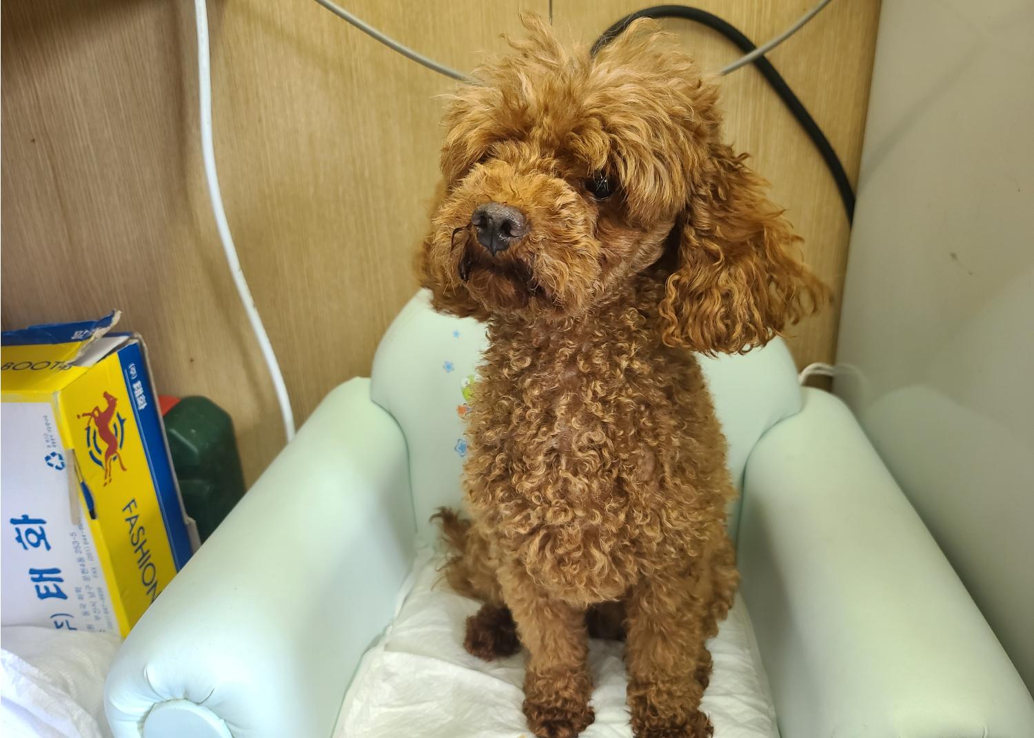 경남 창원 남문동 남문프라자상가에서  푸들 발견 보호