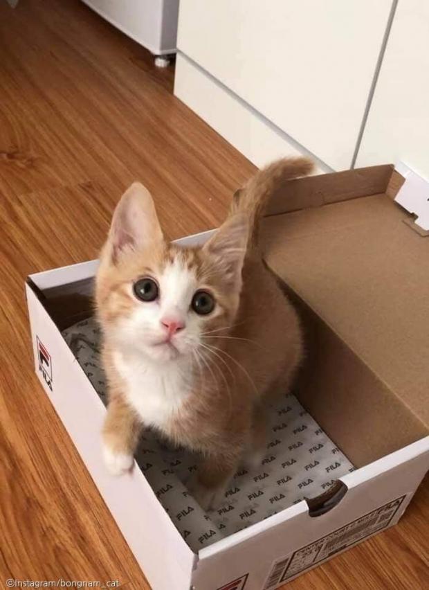 입원한 고양이 걱정했더니..병원 완벽 적응한 모습에 집사는 서운
