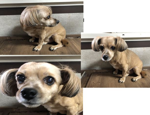 부산 연제 안연로8번길에서 강아지 발견 보호