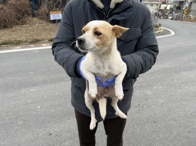 충남 청양 장평면사무소에서 강아지 발견 보호