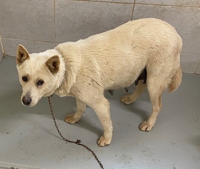 경북 영덕 영해면 영해중고에서 강아지 발견 보호