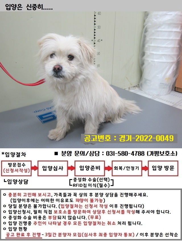 경기 가평 스테이어게인67에서 강아지 발견 보호