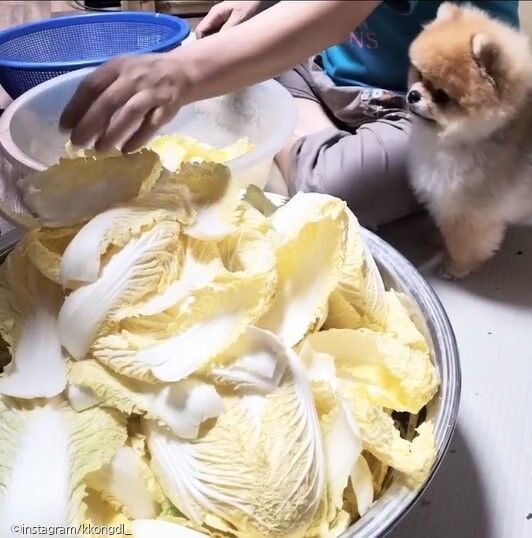 맛있는 배춧잎 골라 쏙 빼간 댕댕이 실한 걸로 골랐댕