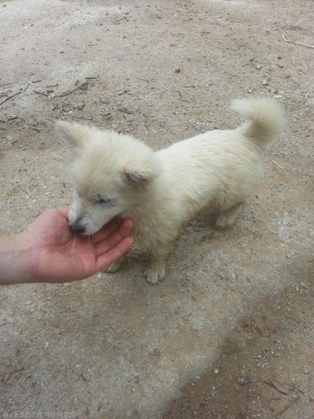 강아지의 앞발, 세상에서 가장 따뜻한 손맛과 행복한 바디감