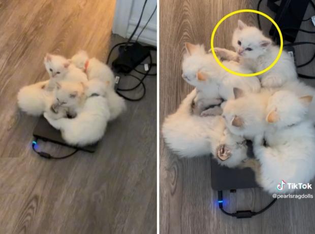 집사 노트북이 전기장판?..옹기종기 모인 아기고양이 5형제