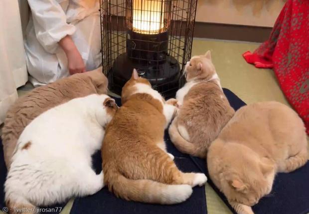 난로 앞에 옹기종기 모인 고양이 5형제..`행복 그 자체`