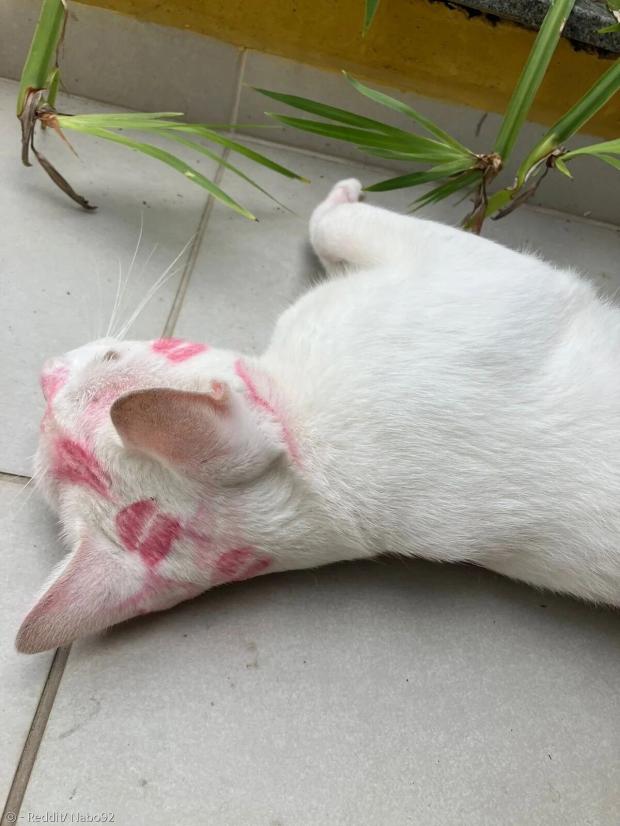 키스마크 가득한 얼굴로 나타난 고양이..`사랑이 죄는 아니잖냥`