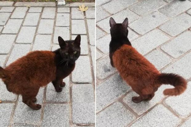 잉크가 부족했나...? 특이한 투톤 모색으로 화제된 길냥이