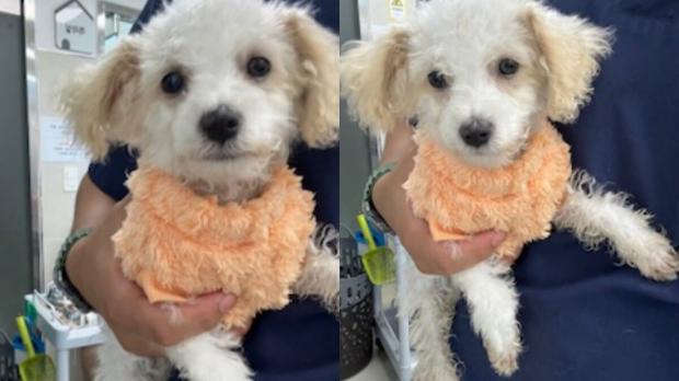 우리 주인이 어디 갔지? 옷 입은 채 발견된 3개월 꼬물이 강아지