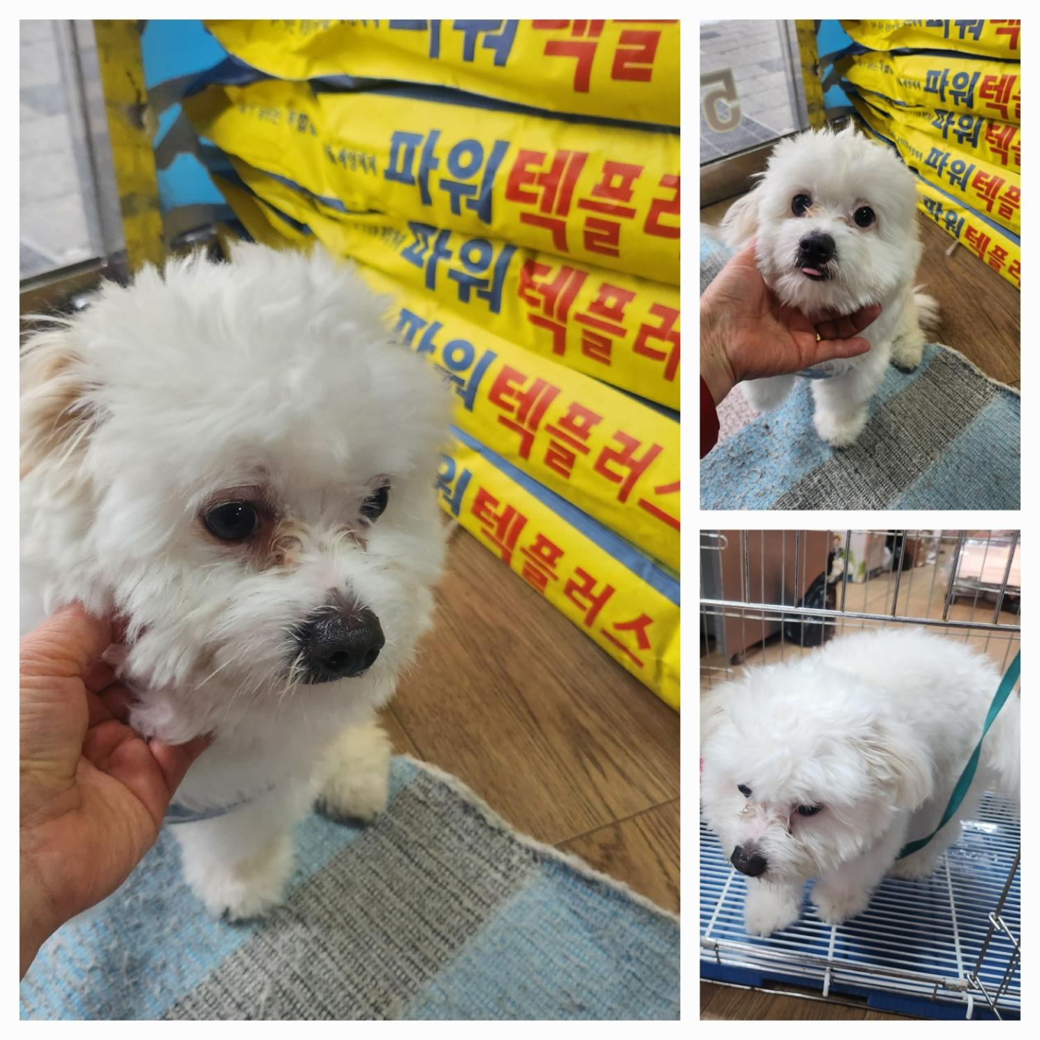 경북 문경 마성신현에서  말티즈 발견 보호