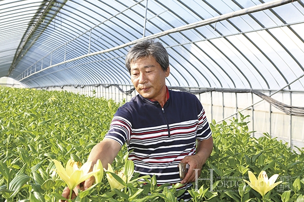 백합 종구 전문 생산단지 강릉시 강릉백합영농조합법인