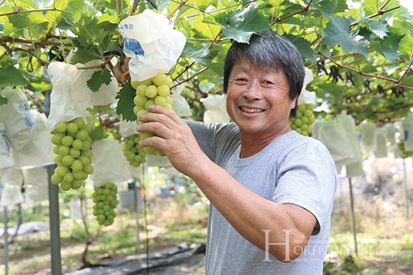 붉게 익은 포도농원,   신품종으로 인기몰이~