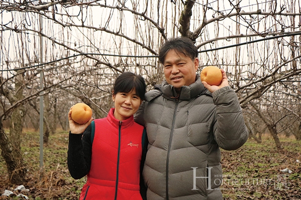 향긋한 배 과수원에서 만든 고품질 배즙