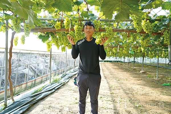 샤인머스캣 재배 7년차 청년농부, 고품질 포도 생산의 비결