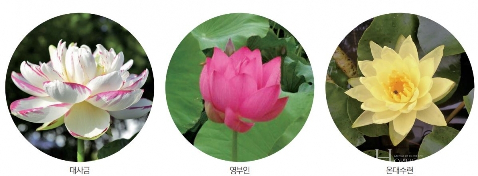 꽃부터 뿌리까지 연의 무한한 변신