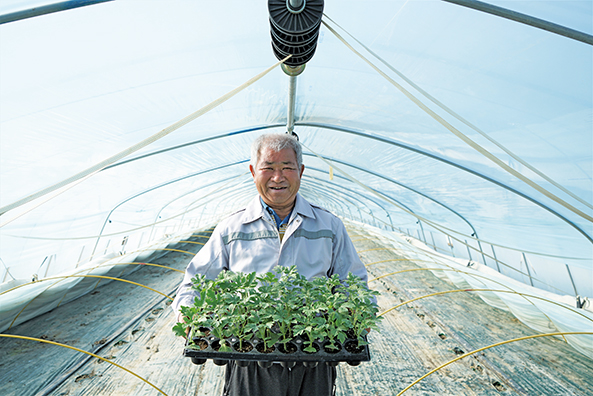 [최저가도전]재구매율1등 아삭달큰 초고당도 제주콜라비 상세사진 3