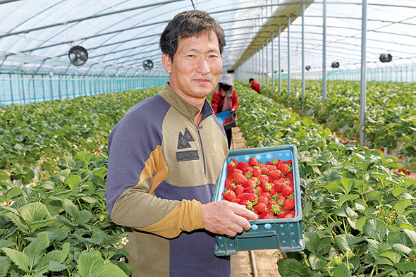경도·당도·저장성 우수한 메리퀸 … 온라인 판매 장점 탁월