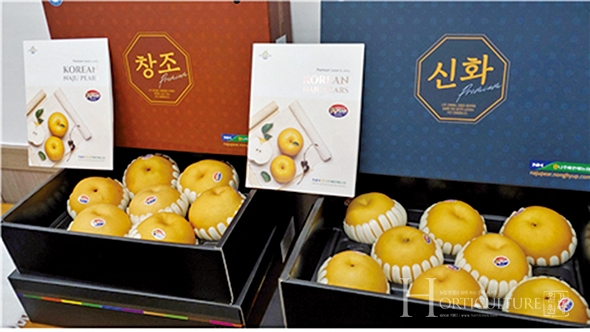 수확 전 배 과원 관리 요점