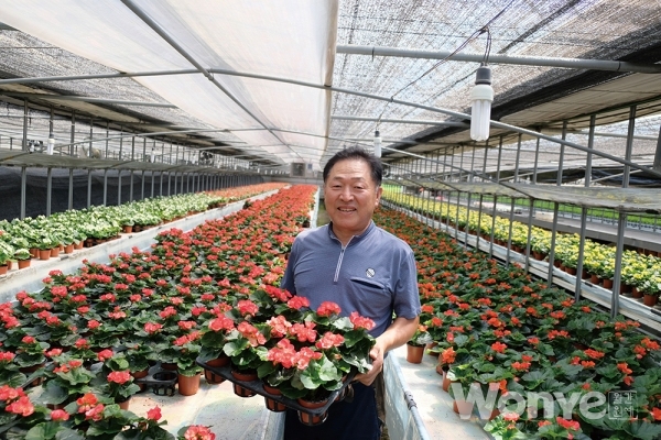 사계절 꽃을 보는 베고니아