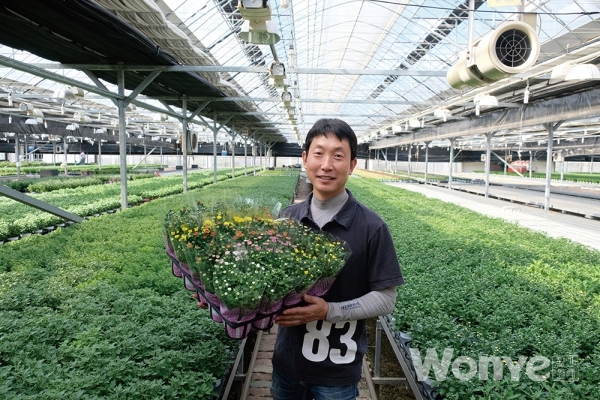 국산 미니국화분화 인기 높아
