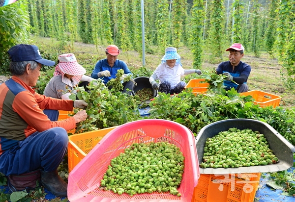 충북, 톡 쏘는 사과술 애플사이다 개발 지원