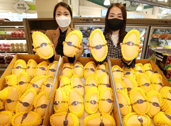[포토] 메가마트, 태국산 옐로우 망고 맛보세요