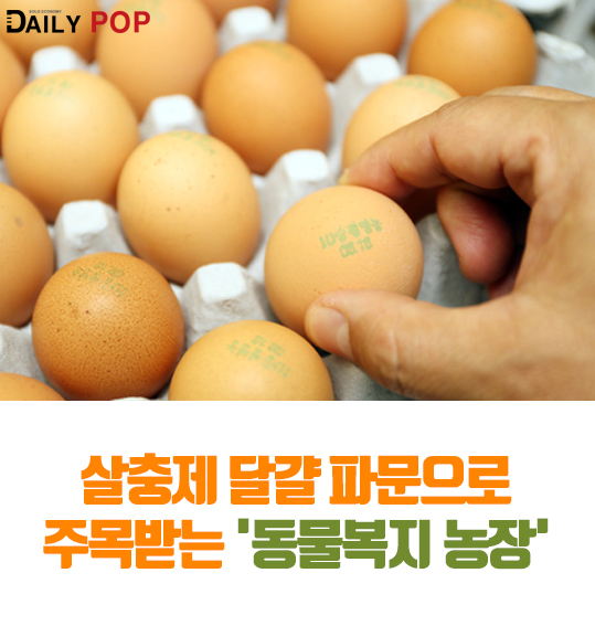 [지식人] 살충제 달걀 파문으로 주목받는 동물복지 농장
