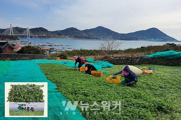 여수시, 대표 특산품 거문도 해풍쑥… 18일 출하 시작